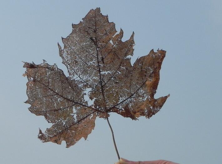 一种脑细胞极度透支，劳心劳肺的结局
